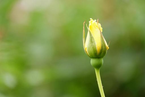 Jindai Botanical Gardens Rose Garden Buds, JPG