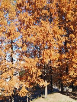 秋の子どもの森公園・メタセコイア・飯能市 秋,メタセコイア,あけぼの子どもの森公園の写真素材