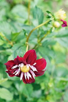 宝塚ダリア園　秋　ダリア55　蝶 宝塚市,宝塚ダリア園,ダリアの写真素材