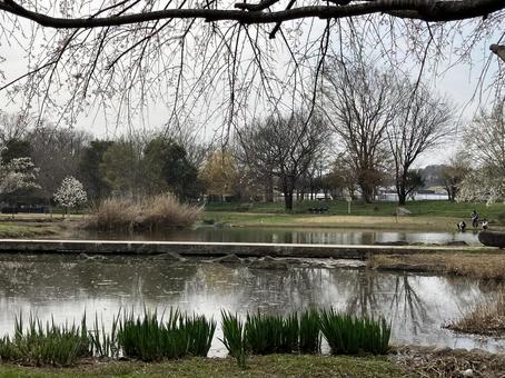 公園と湖 公園と湖の写真