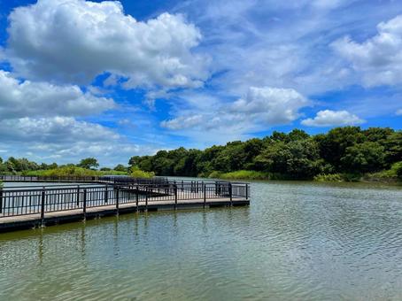 夏の公園の池 夏の公園の池 公園,池,橋の写真素材