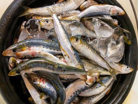 新鮮なマイワシ 鰯,イワシ,魚の写真素材