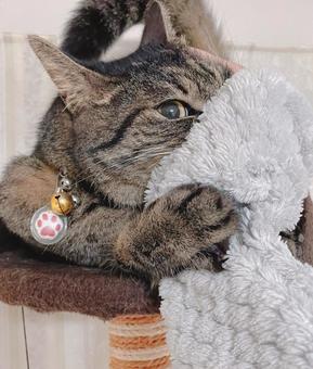 ネコ ネコの写真