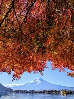 モミジの天井と富士山 モミジの天井と富士山の写真