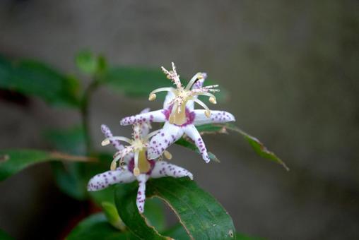 ホトトギスの花 ホトトギスの花の写真