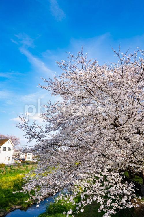 東京都　調布市　野川に咲く桜 調布市,東京,多摩川の写真素材