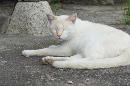 ねこ ねこの写真