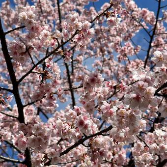 桜 背景 桜 背景の写真