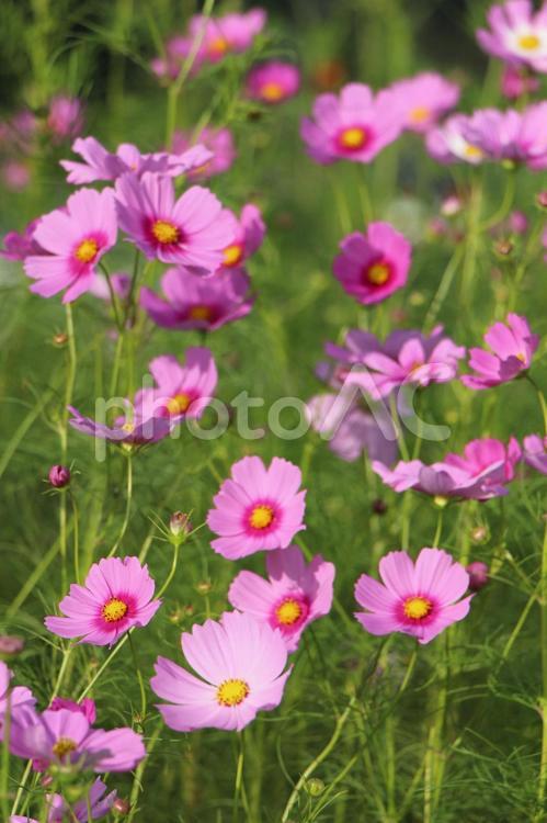 秋桜 お花畑,コスモス,秋の写真素材