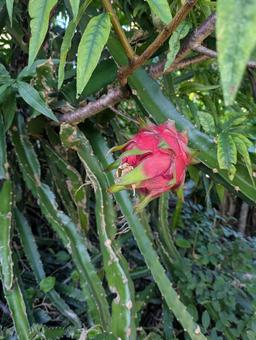 ドラゴンフルーツの赤い実 ドラゴンフルーツ,サボテン,赤の写真素材