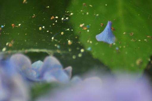 Hydrangea, JPG Hydrangea, JPG