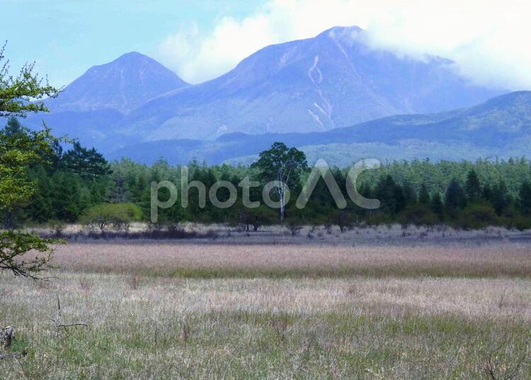 初夏の小田代ケ原 小田代ケ原,貴婦人,白樺の写真素材
