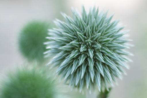 Flower 3 Flower 3の写真