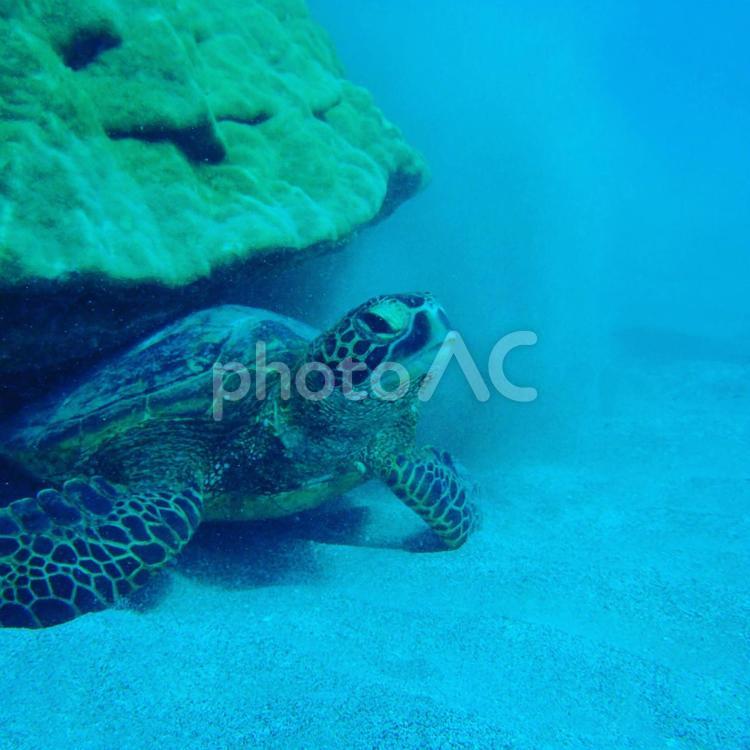 ウミガメ（ダイビング中） ウミガメ,亀,ダイビングの写真素材