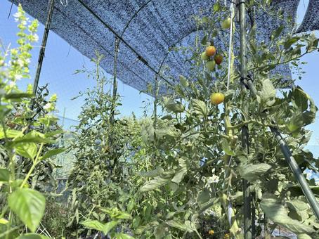 トマト栽培、酷暑の日除け2025 トマト栽培,トマト,家庭菜園の写真素材