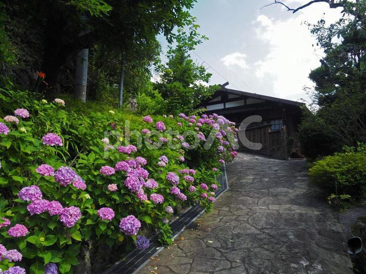 アジサイと石畳 アジサイ,石畳,道の写真素材