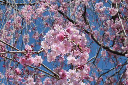 A part of a weeping cherry tree nearing full bloom, JPG A part of a weeping cherry tree nearing full bloom, JPG