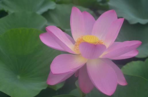 夏の花:オオガハス7 夏の花:オオガハス7の写真