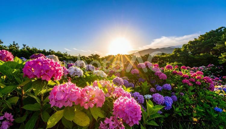 あじさいと夏の青空 あじさい,紫陽花,夏の写真素材