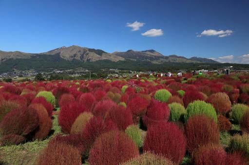 阿蘇山とコキア 阿蘇,南阿蘇,阿蘇山の写真素材