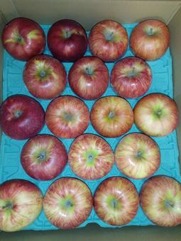 りんご りんご りんご,食べ物,フルーツの写真素材