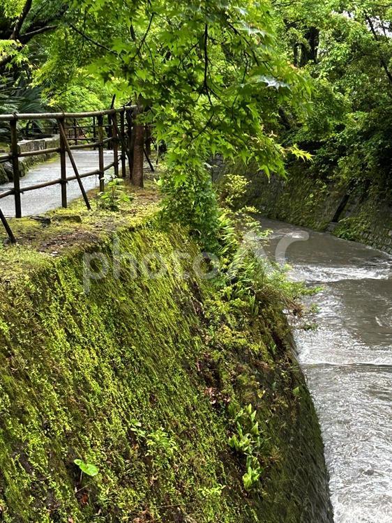 雨の仙巌園（水道） 雨の仙巌園（水道）,雨,鹿児島の写真素材