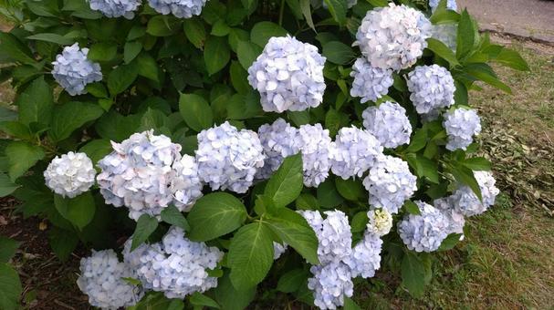 Photo, kutha kaisei, hydrangea, urip, 