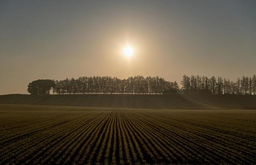 低い霧と明るい太陽に照らされ輝く畑地 日の出,朝焼け,農地の写真素材