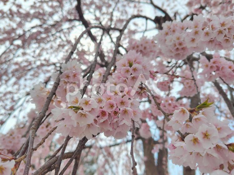枝垂れ桜（シダレザクラ）_39 シダレザクラ,春,桜の花の写真素材
