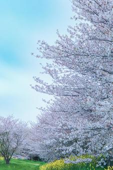 丸ケ崎の春景色 丸ケ崎の春景色の写真