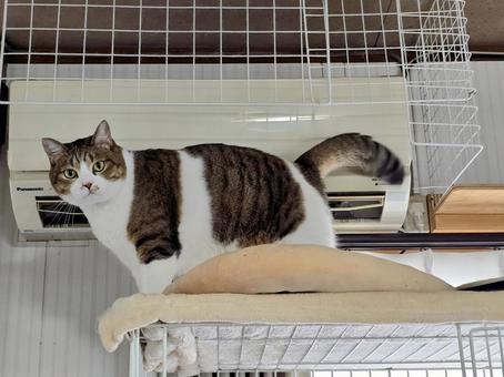 A cat taking up a position in front of the air conditioner, JPG A cat taking up a position in front of the air conditioner, JPG