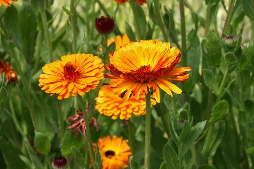 キンセンカ・金盞花　マクロ キンセンカ,草花,鮮やかなの写真素材