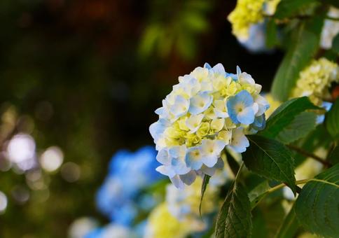Photo, natural, bokeh, outdoors, 