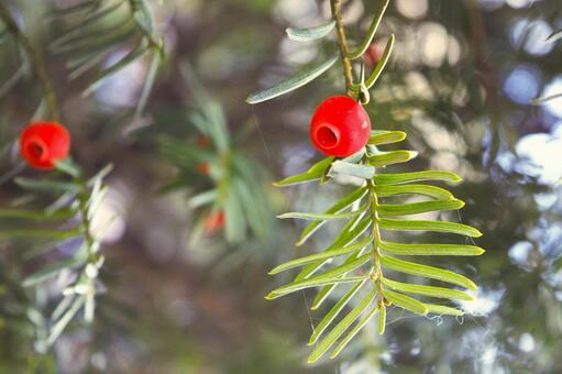 イチイの赤い実　1 イチイ,赤い実,自然の写真素材