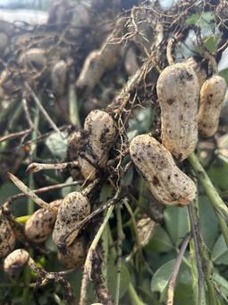 市民農園の落花生の栽培 市民農園の落花生の栽培 落花生,らっかせい,豆の写真素材