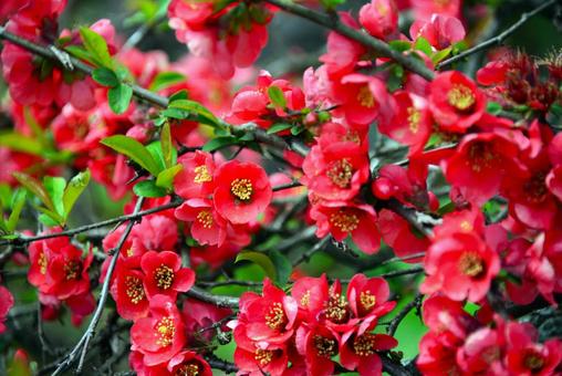 ボケの花 ボケの花の写真