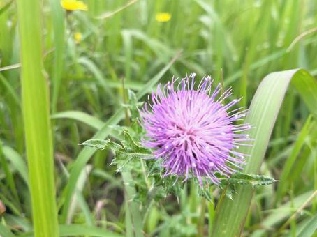 thistle, JPG thistle, JPG