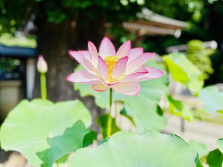 The dignified blooming lotus, JPG