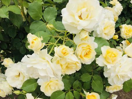 黄色のバラ バラ,黄色,イエローの写真素材