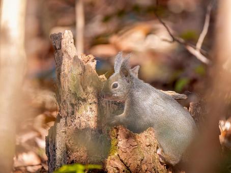 地面を歩くニホンリスの写真