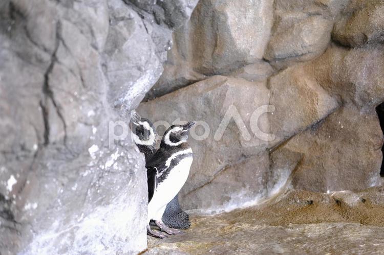 水族館にいるペンギンの素材 ペンギン,水族館,動物園の写真素材