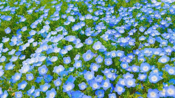 Nemophila, JPG