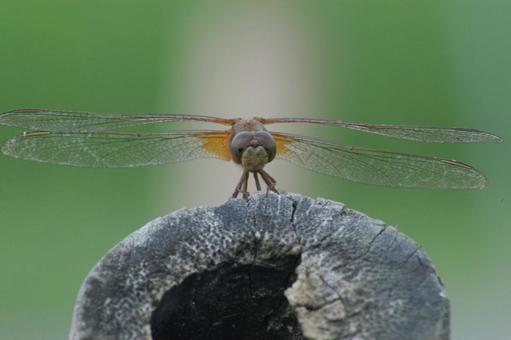 Photo, 잠자리, 복안, 녹색, 