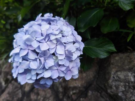 アジサイ(紫陽花)と石垣 アジサイ(紫陽花)と石垣の写真