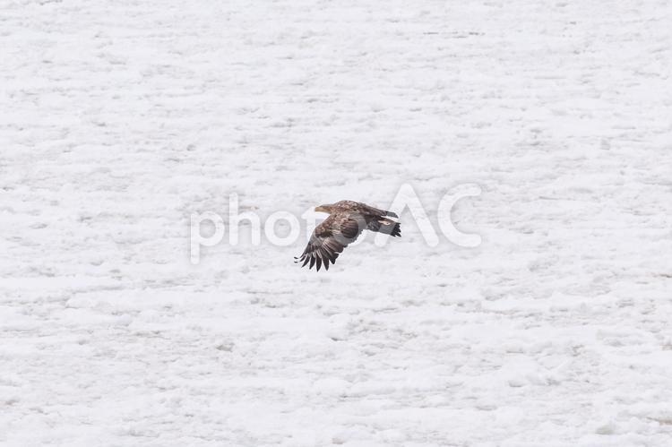 流氷とオジロワシ オジロワシ,野鳥,猛禽類の写真素材