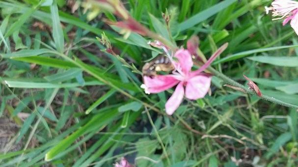 暑さ寒さ乾燥に強いガウラ 暑さ寒さ乾燥に強いガウラ ガウラ,白蝶草,花の写真素材