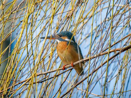 枝にとまるカワセミ 枝にとまるカワセミ カワセミ,野鳥,鳥の写真素材