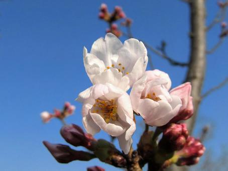 桜の花とつぼみと青空 桜の花とつぼみと青空の写真