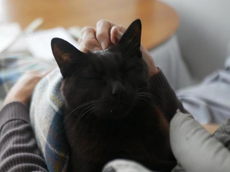 猫をなでる高齢者 猫,高齢者,高齢女性の写真素材