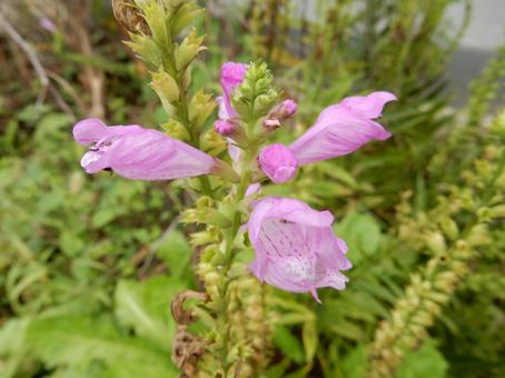 【花の写真】ハナトラノオ（花虎の尾）の写真